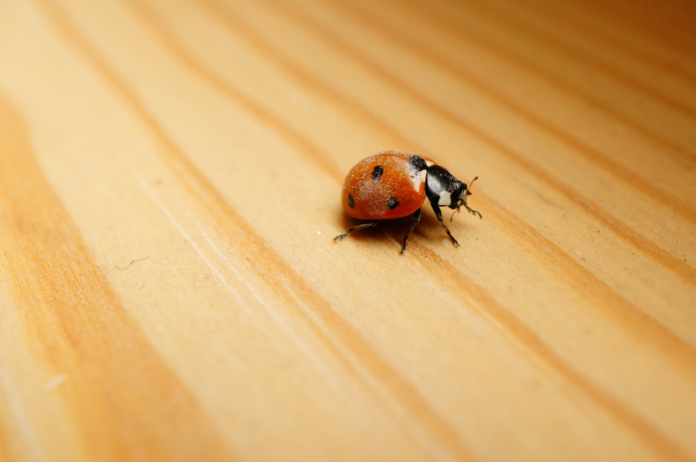 How to Safely Use Bed Bug Killers in Your Home?