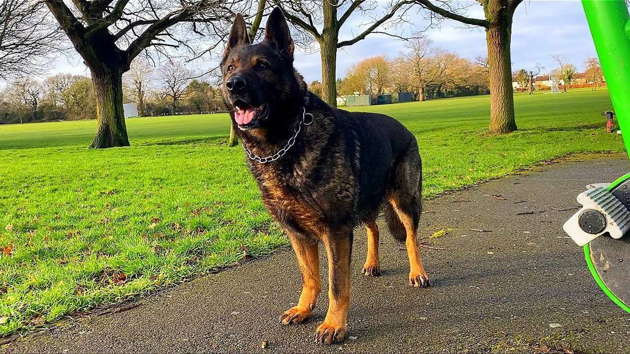 German Shepherd Working Dogs in FL | Trained & Reliable K9s