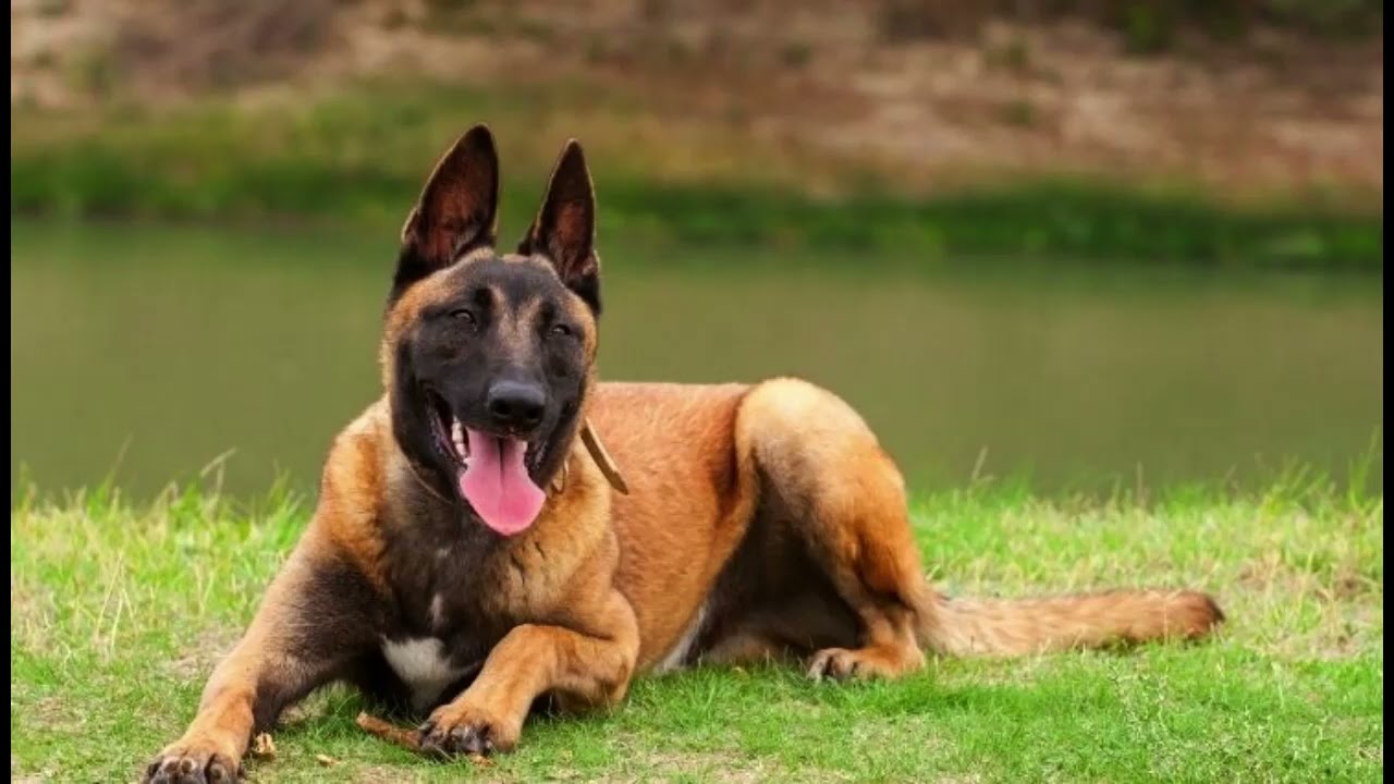 Training Family Protection Dogs: Ensuring Safety and Companionship for Your Loved Ones