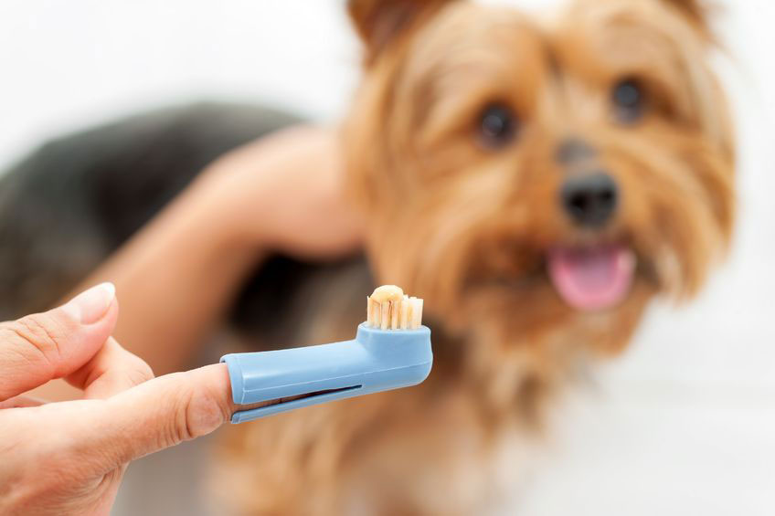 Signs Your Puppy Might Have Worms (Even If They Look Healthy)