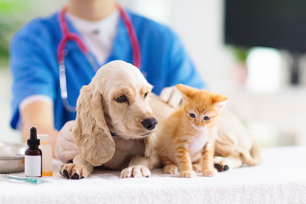Ensuring Your Pet's Health: A Step-by-Step Guide to Getting Your Pet Vaccinated