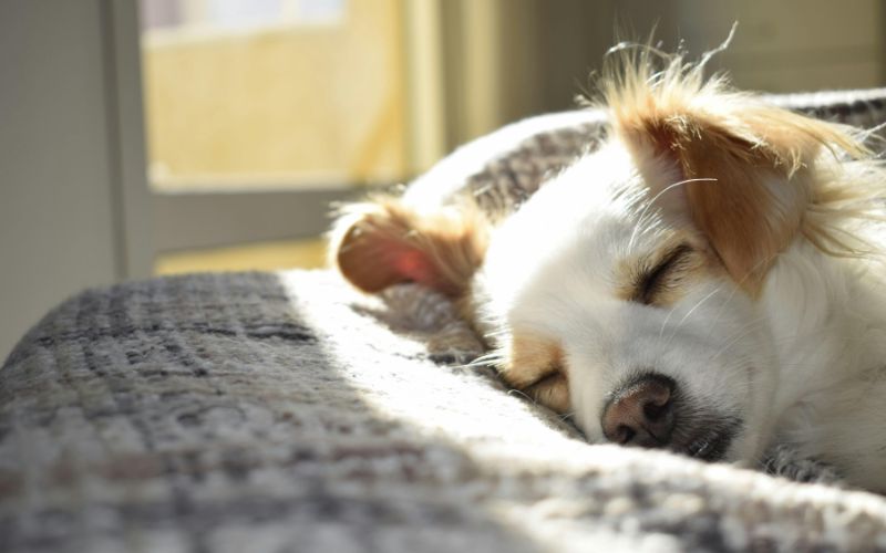 United States Pet Market Size, Share and Forecast Report 2030