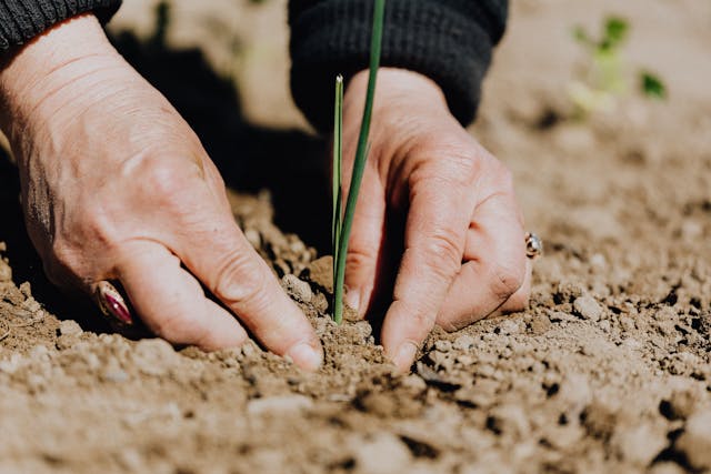 Global Seed Processing Market Growth Analysis 2024 – Forecast Market Size And Key Factors Driving Growth