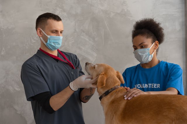 Veterinary Eye Care Market Report 2024: Market Size, CAGR, Lucrative Segments