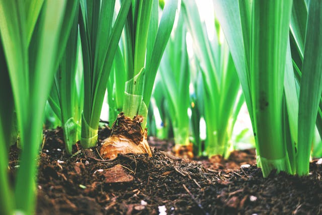 Global Compost Market Growth Analysis 2024 – Forecast Market Size And Key Factors