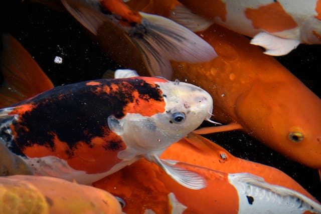 Global Koi Market Report 2024: Market Size, CAGR, Lucrative Segments