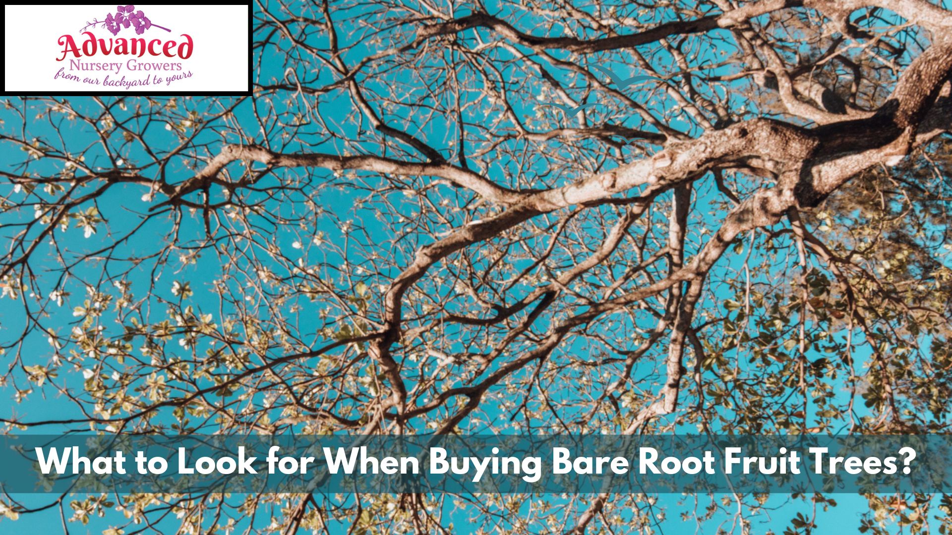 What to Look for When Buying Bare Root Fruit Trees?