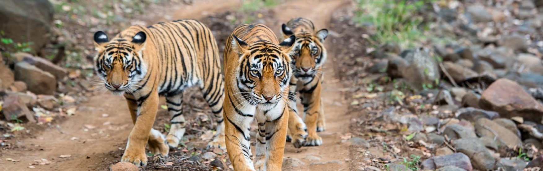 Unleash Your Wild Side: A Pench National Park Tour Package Adventure