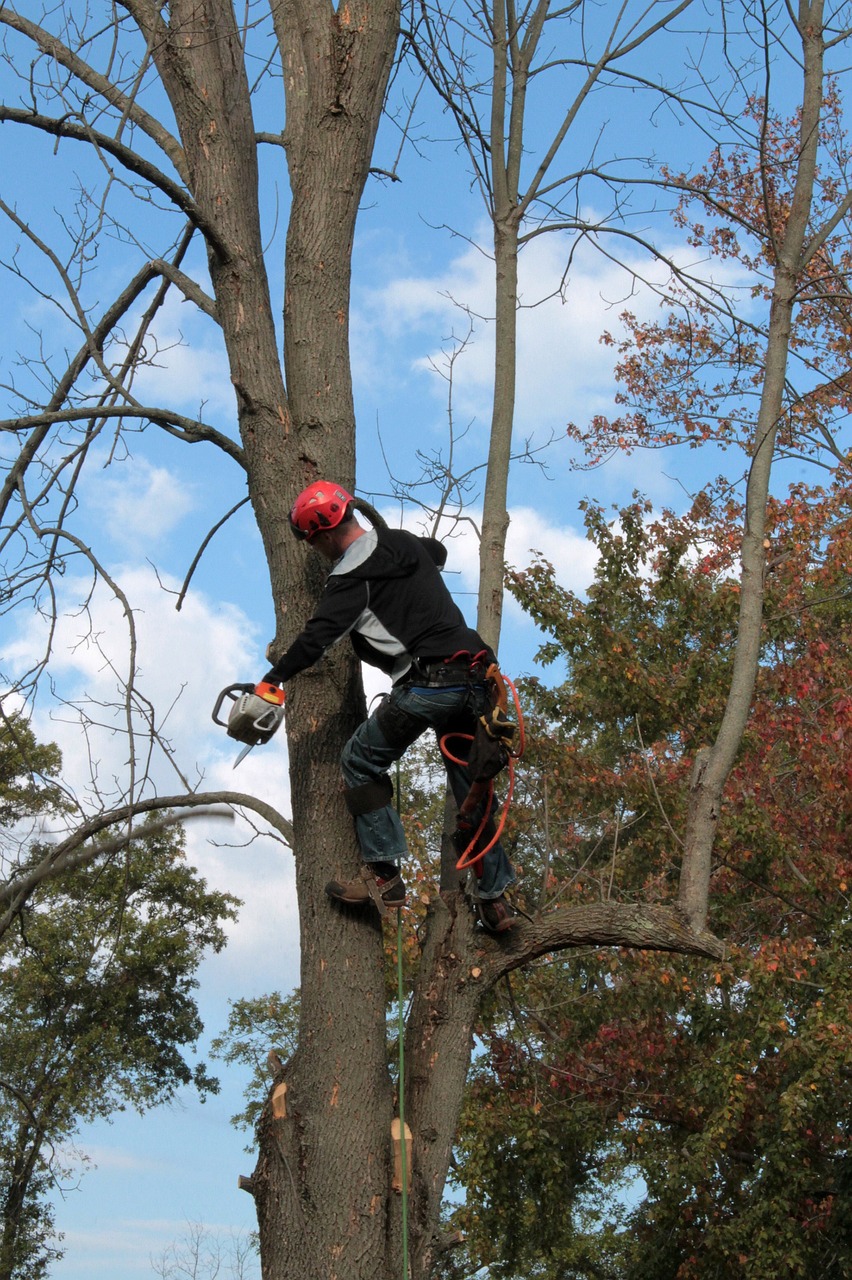 Top Tree Trimming Services in Christchurch