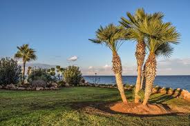 Artificial Plants Dubai,UAE | Artificial plants and trees in Dubai