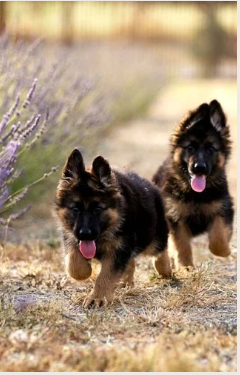 German shepherd puppies for sale