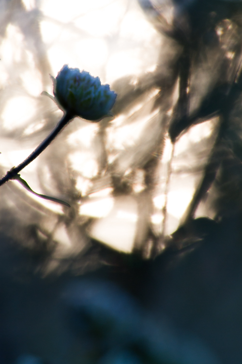 Exploring the Relationship between Roses, the Night Environment, and Ecological Conservation