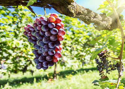 Lung cancer prevention will grape!