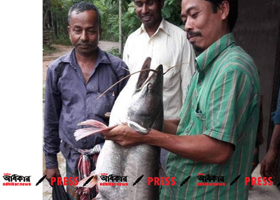 Kaptai Lake, the mesh has a huge bowl