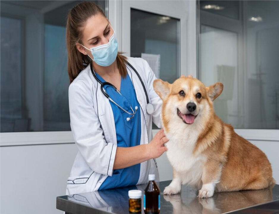 Japan Veterinary Diagnostics Market: Size, Future, Growth, Trends Outlook 2032