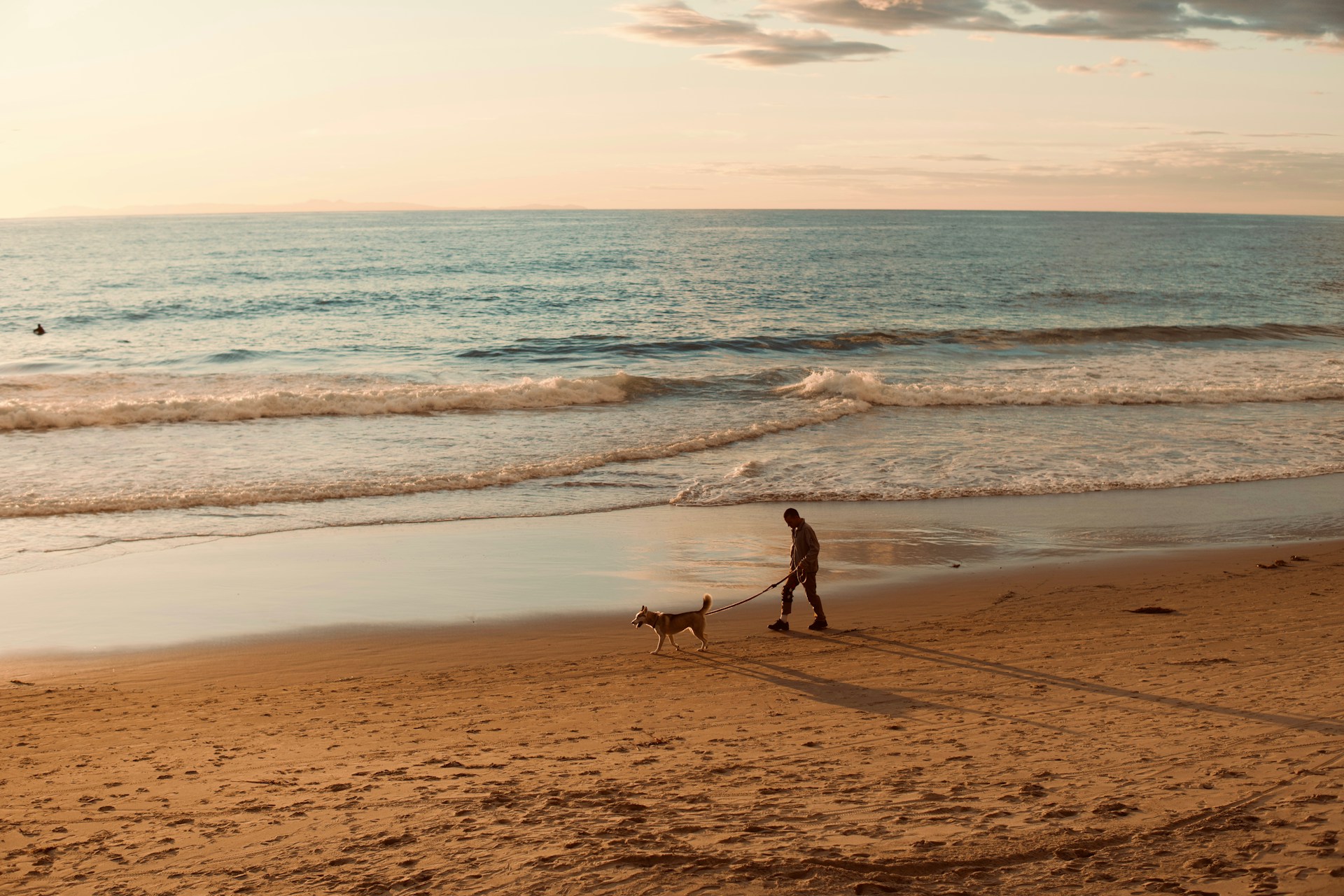 Should You Walk a Dog with Arthritis?