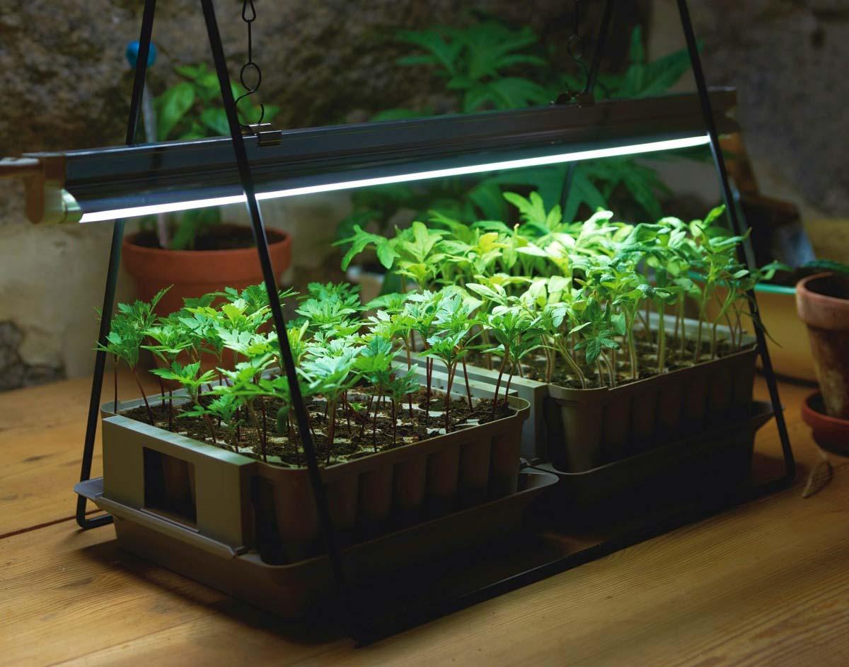 Maximizing Yields with LED Grow Lights: Tips and Techniques