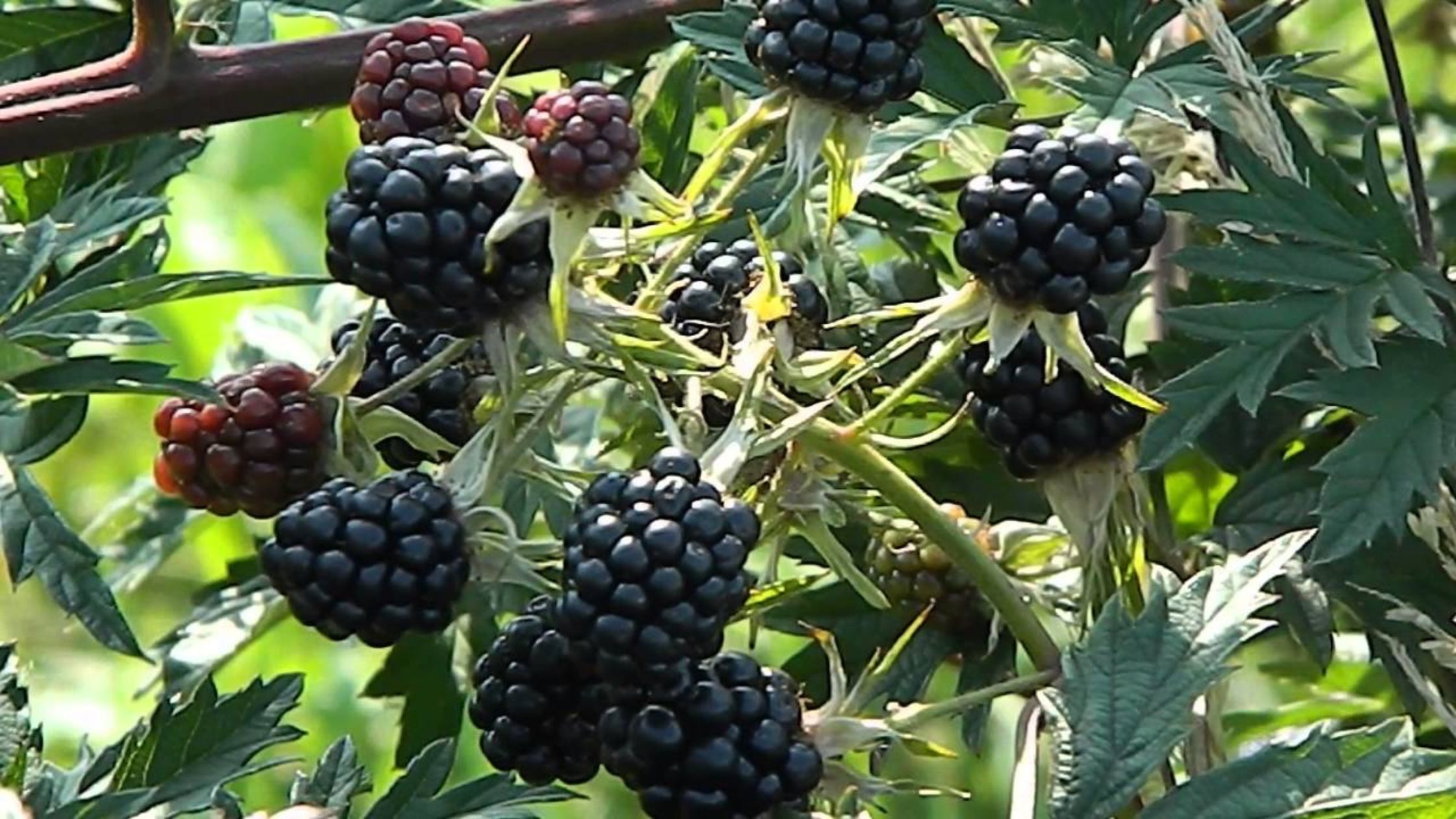 How to Buy Blackberry Plants: A Complete Guide for Beginners