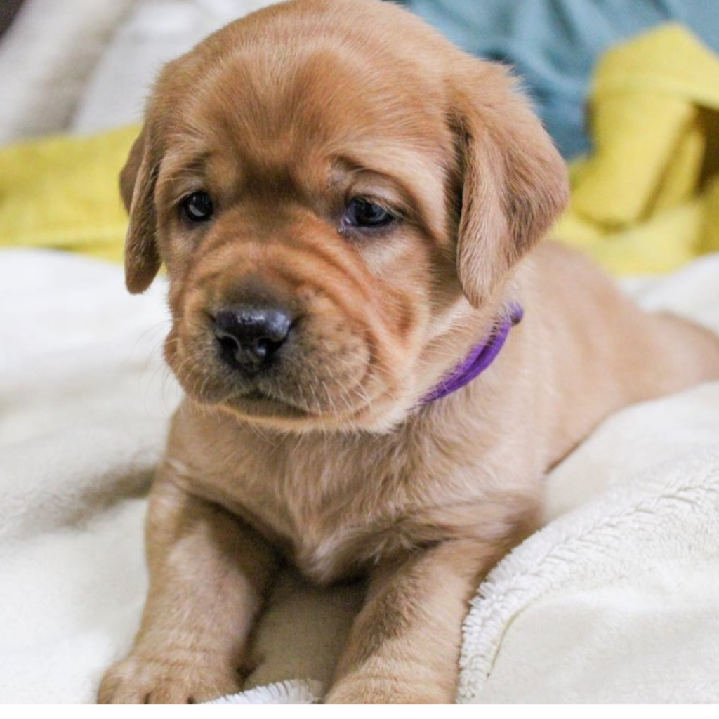Purebred Labrador Puppies for Sale: Finding Your Perfect Companion