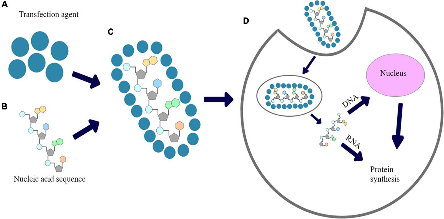 Non-Viral Transfection Reagents: An Overview Of The Leading Technologies For Gene Delivery