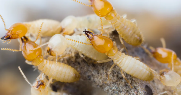 How Termites Damage Your Property: Recognizing the Risks and Choosing the Right Termite Control Services