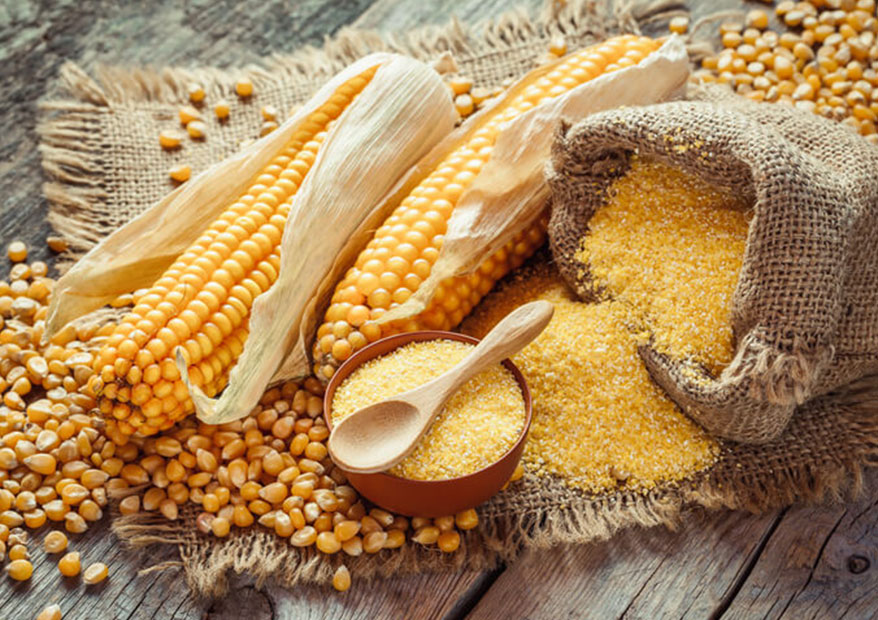 Corn Gluten Meal Market Size, Insights Forecast, Growth, Trends 2024-2033