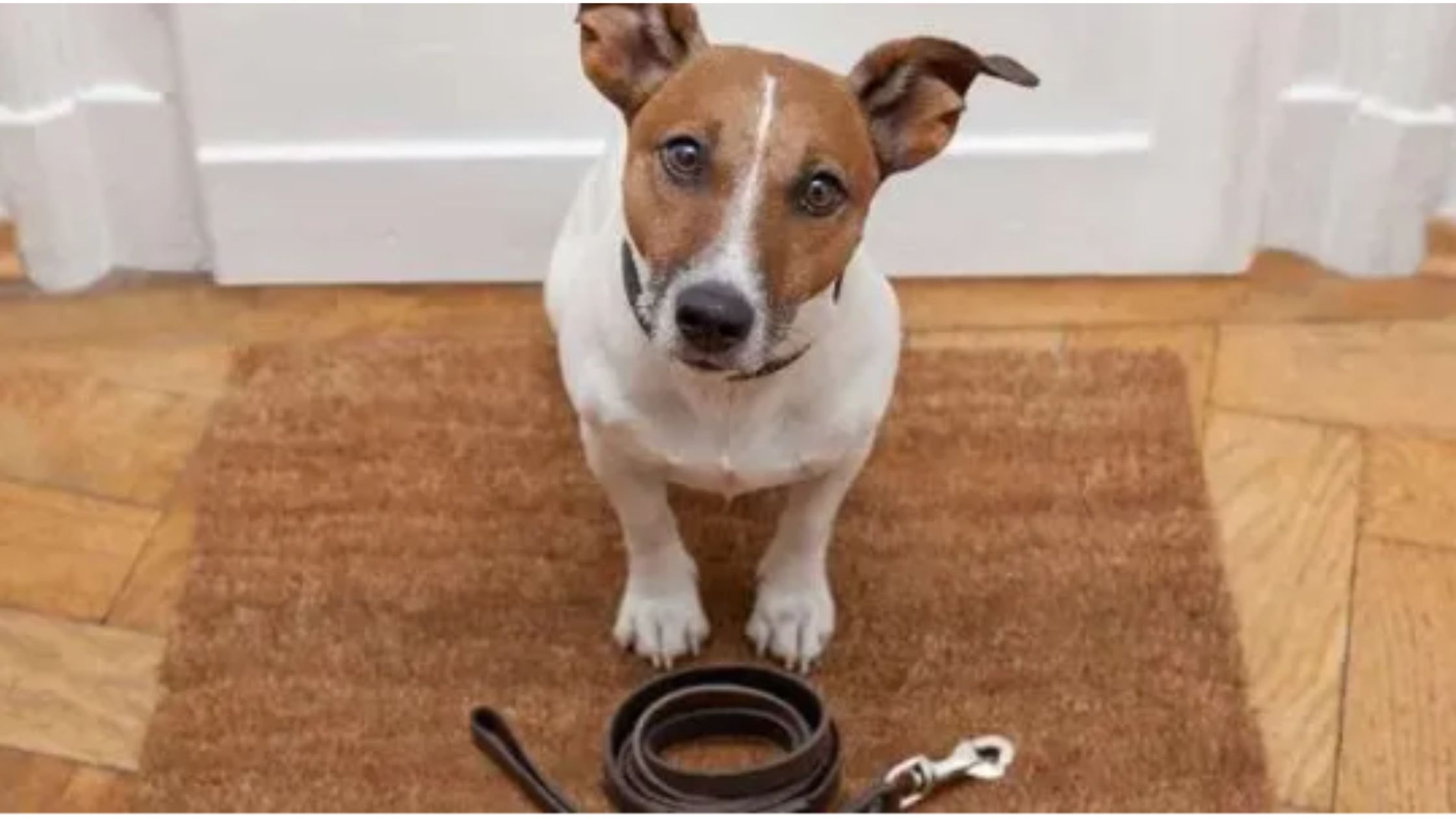 Why Regular Dog Walks are Essential for Your Dog’s Health?