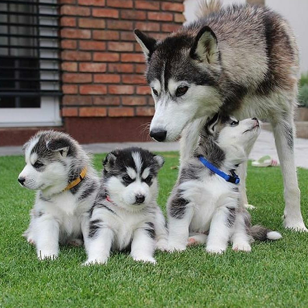 The Best Guide to get a Siberian husky Dog supplier