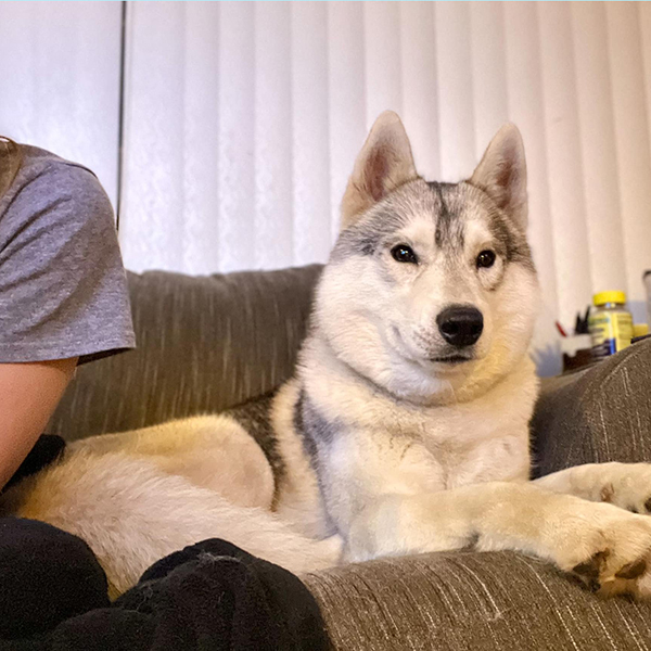 Some Tips while looking for Siberian Husky Puppies for Sale