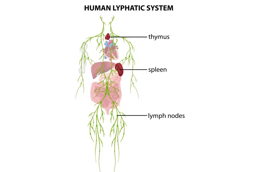 Signs and Symptoms of Lymphatic System Disease You Should Never Ignore