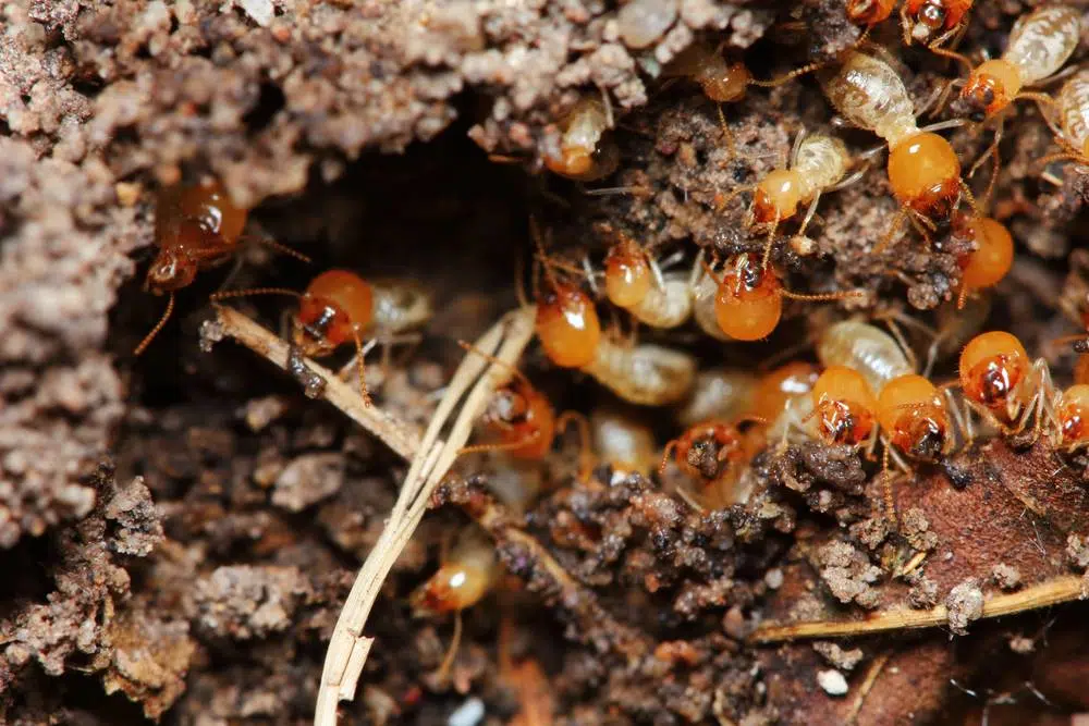 Guarding Your Investment: Proven Termite Control Strategies for Gold Coast Homes
