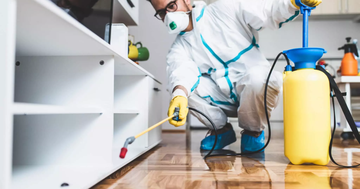 Top 10 Tips for Effective Pest Control and Prevention - Toskie