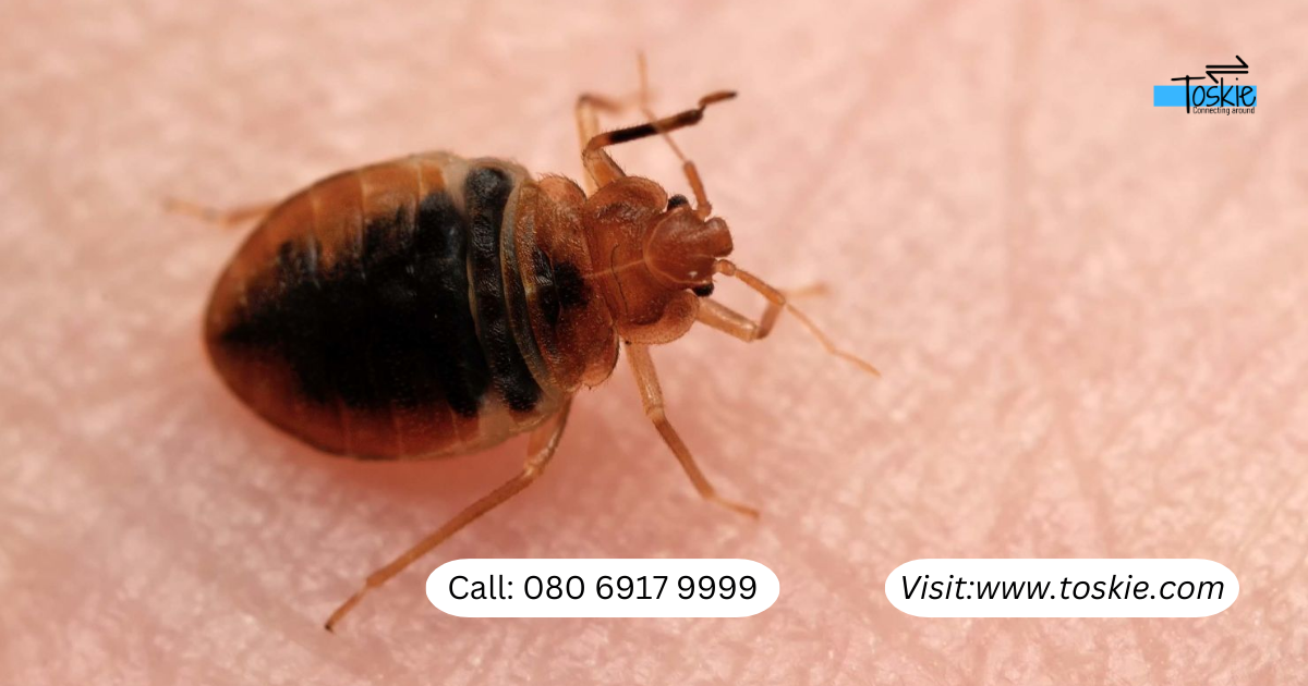 Discover Surprising Places Bed Bugs Hide: Book Toskie's Bed Bug Treatment for Best Results
