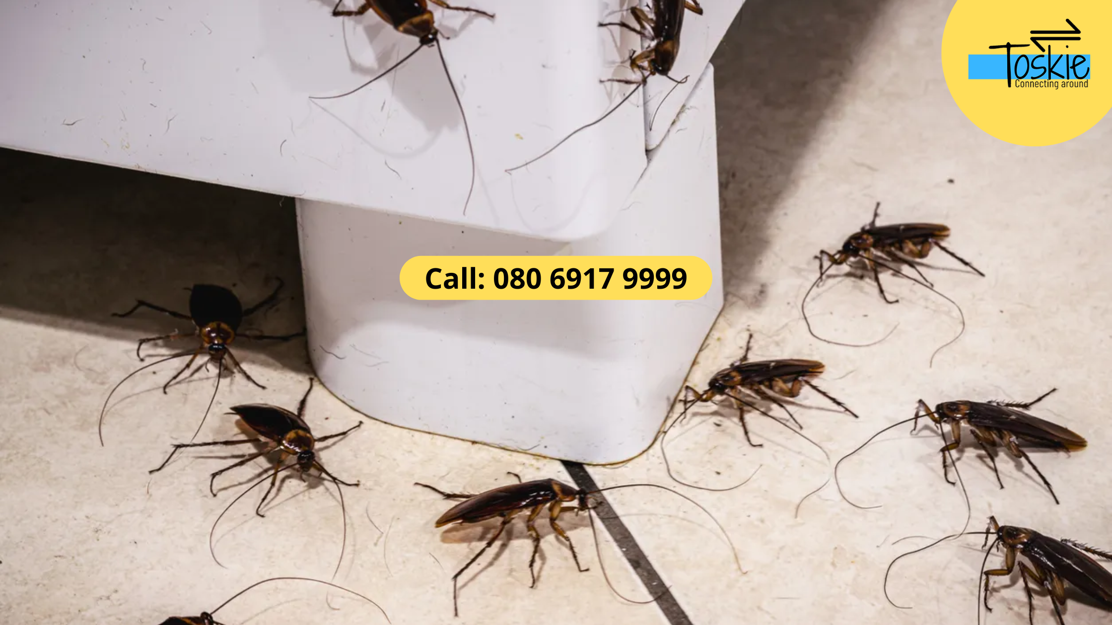Why Do Cockroaches Appear in My Home After It Rains