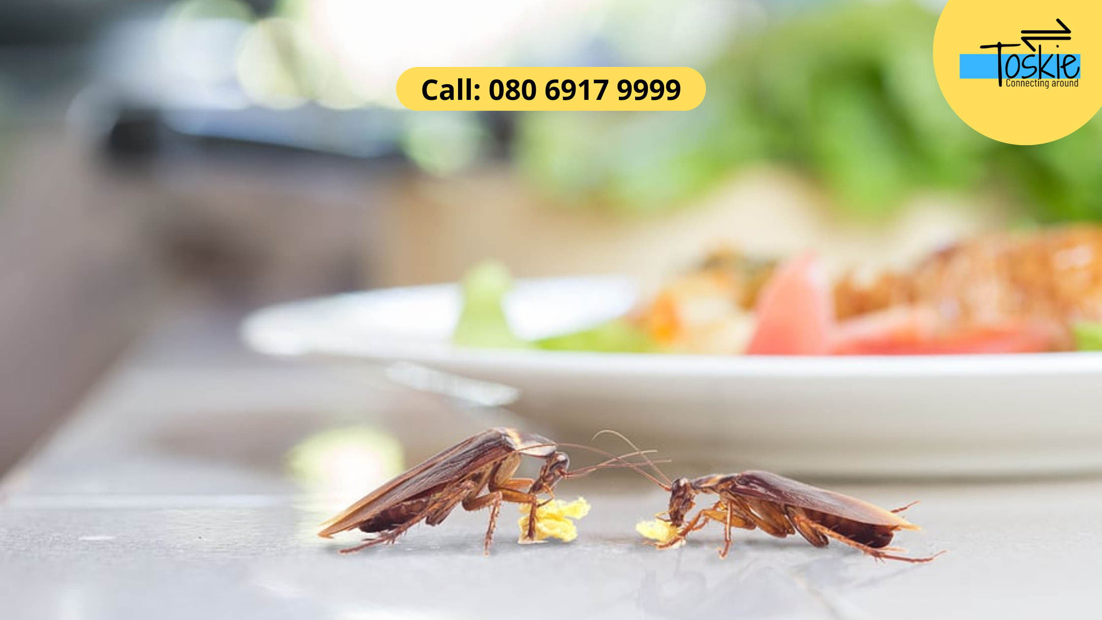 Surprising Factors That Encourage Pests to Enter Your Home