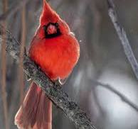 The Red Cardinal: A Messenger from the Spiritual Realm