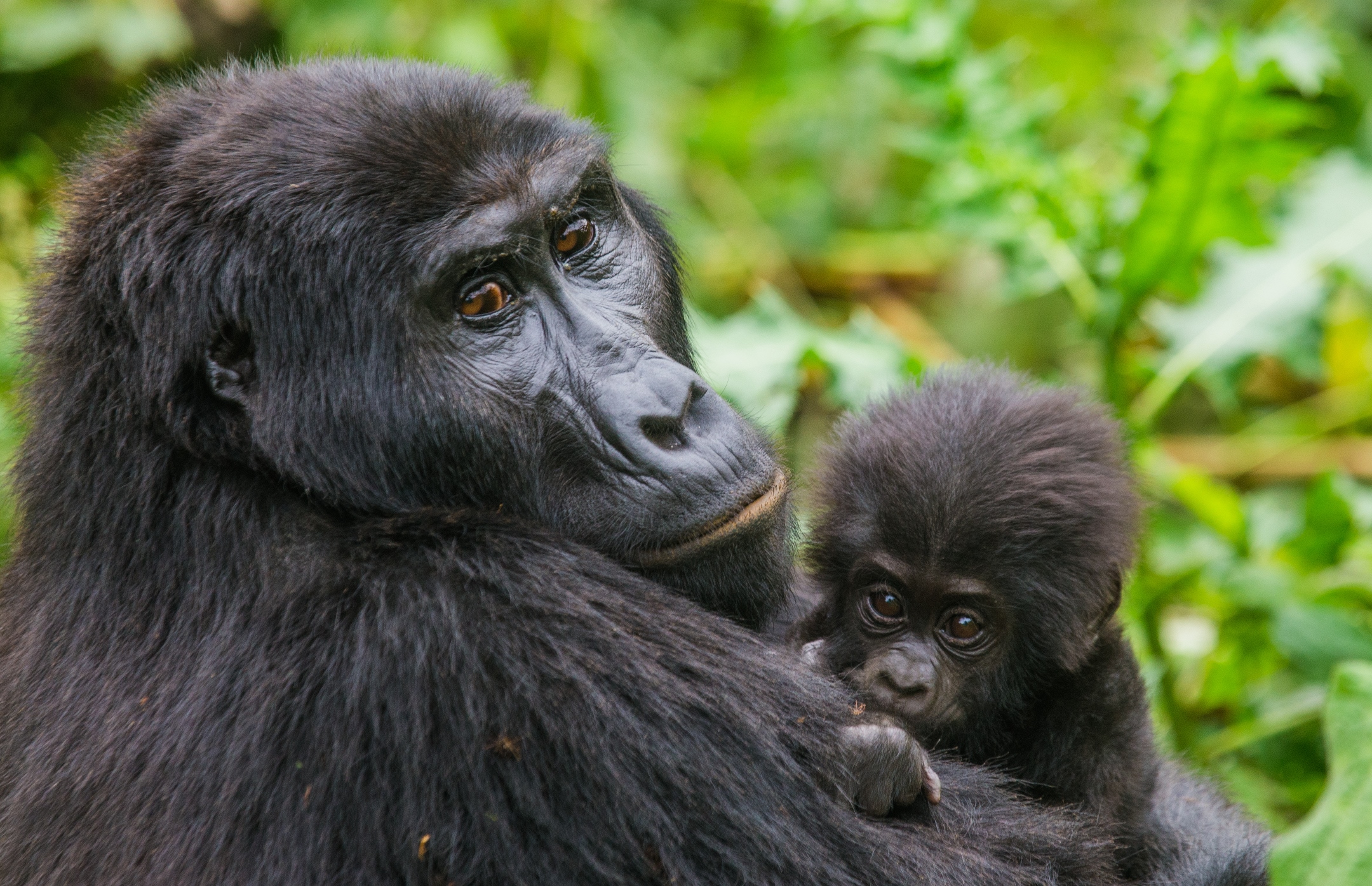 How Money Spent on Gorilla Tourism Goes a Long Way in Securing Their Survival