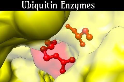 Ubiquitin Enzymes Market Insight | Outlook | Growth Analysis Report 2032
