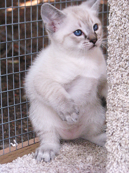 Purebred Siamese Cat- Their story and everything you should know