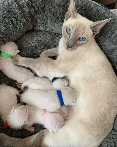 Where can you get Siamese Kittens for Sale?
