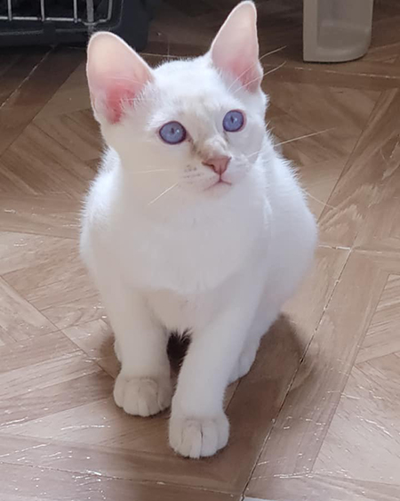 Advice to Follow While Looking for Pedigree Cats for Sale