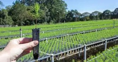 Why Forest Management Companies Are Key to Sustainable Forestry?