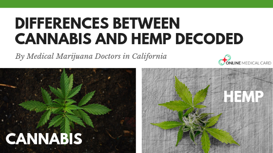 Differences Between Cannabis and Hemp Decoded By Medical Marijuana Doctors in California