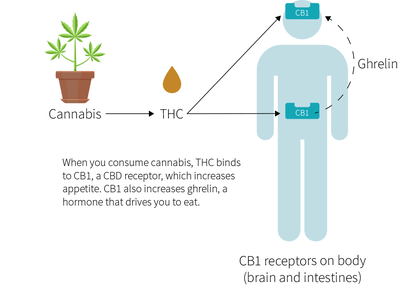 Medical Marijuana Doctors in Lancaster Advocate Using Cannabis For These Disorders