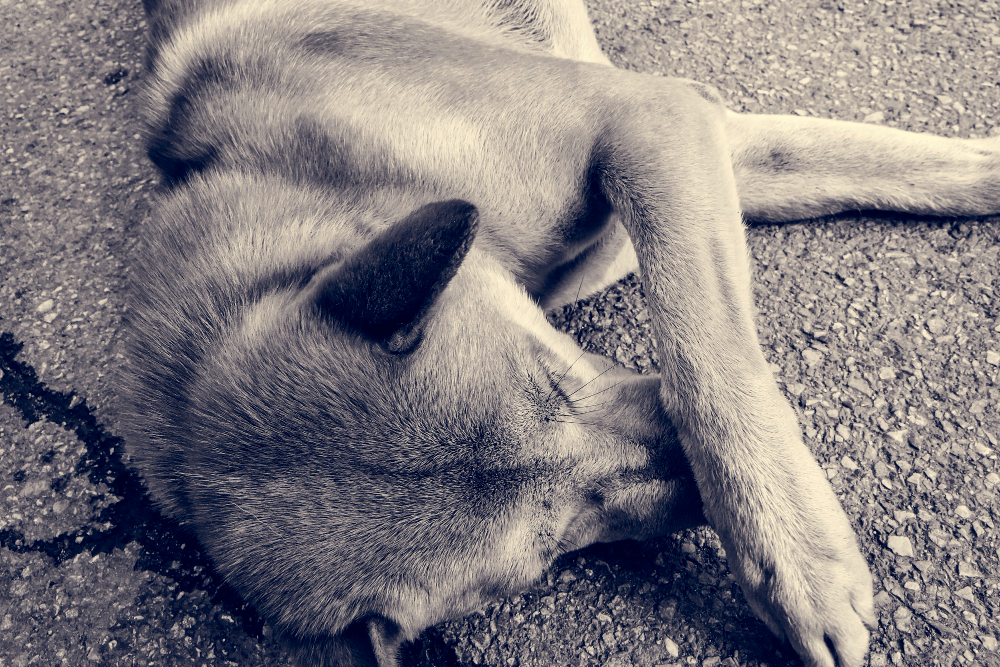 Comprehensive Solutions for Dead Animal Removal and Prevention