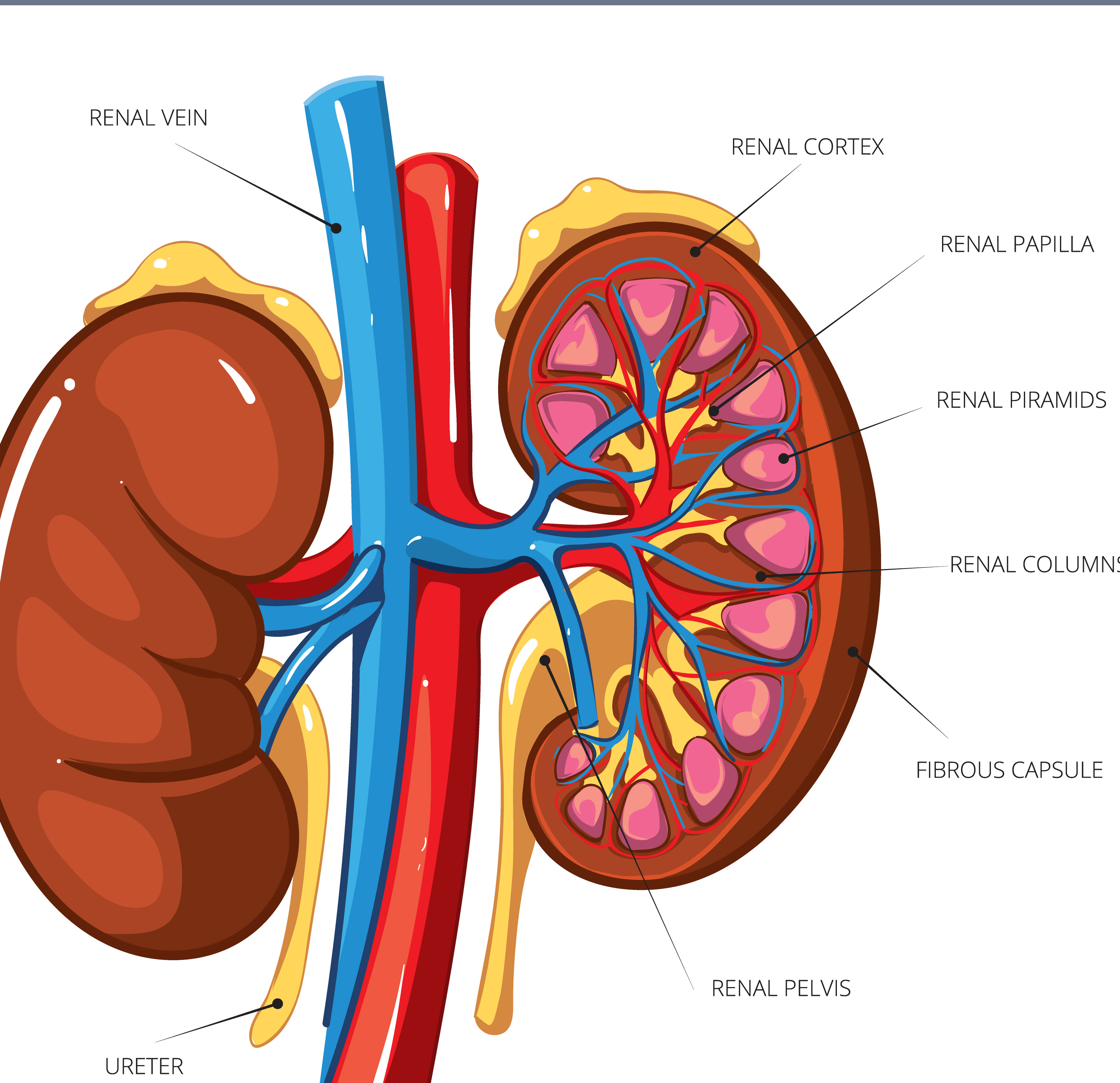 Diet and Nutrition for Patients with Kidney Failure: A Comprehensive Guide