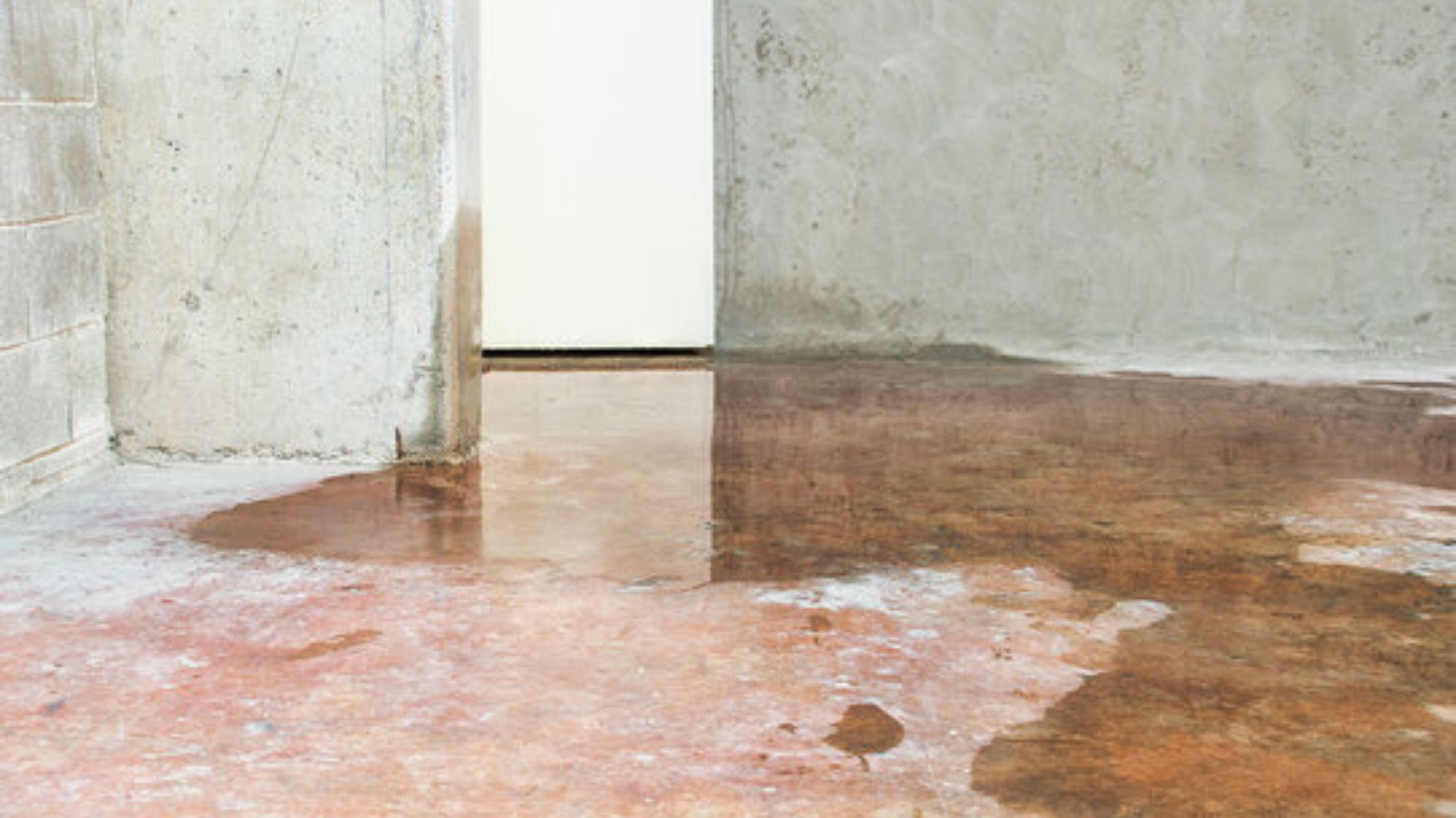 How Can Professional Mold Removal Protect Your Home?