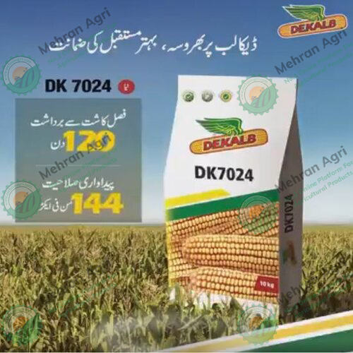 Choosing the Right Corn Seed: Dk 7024 Hybrid Corn Seed 10kg