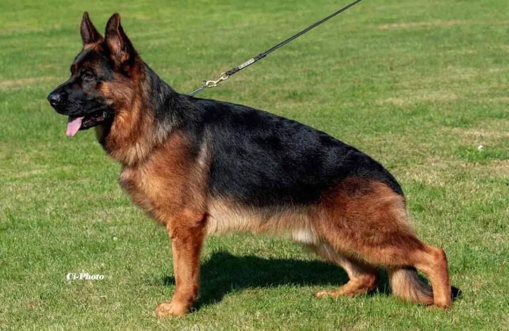 Why an Adult German Shepherd Could Be Your Ideal Pet