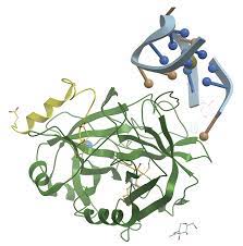 Aptamers Market is Transforming the Pharmaceutical Industry by Revolutionizing Therapeutics   
